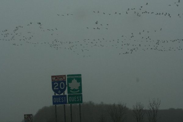 Perhaps these Snowgeese can't read francais yet.  ...