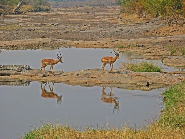 Botswana- Impala crossing a river...