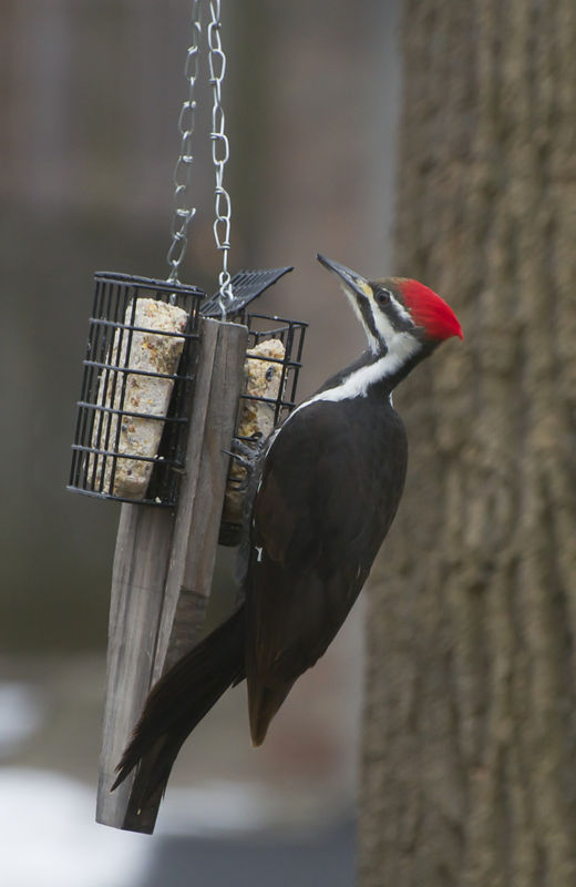 Pileated Woodpecker...