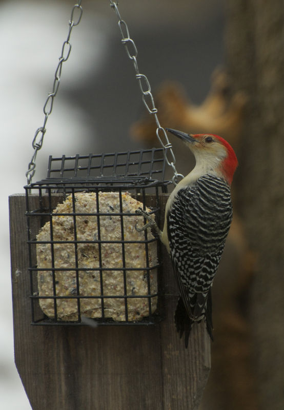 Red Bellied Woodpecker...