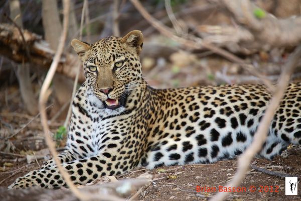 Leopard under a bush in Botswana...