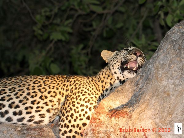 Leopard Siesta in Botswana...