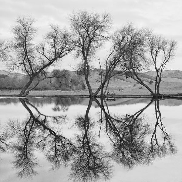pond reflection...