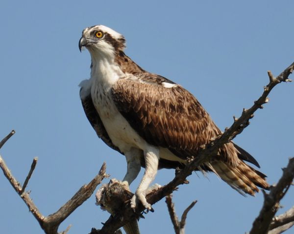 Osprey with lunch...