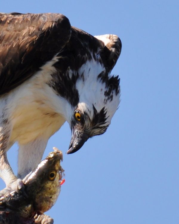 Different Osprey with lunch...