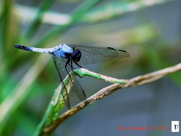 Dorsal Drop-wing Dragonfly Canon:60D, Lens Canon E...