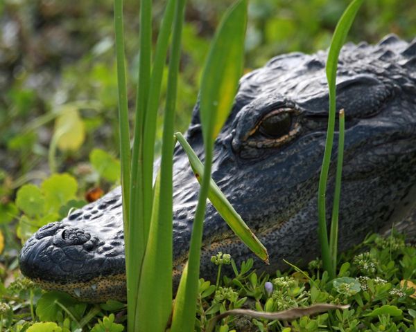 Alligator sunning himself, Viera Wetlands, Florida...