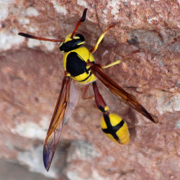 African Wasp...