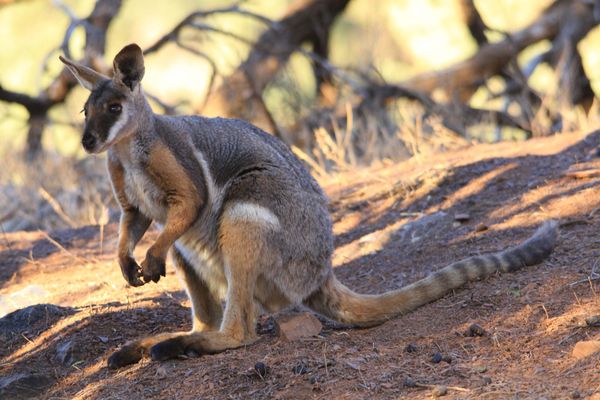 yellow footed rock wallaby...
