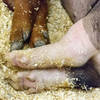 Who goes to a stock show and captures the feet of ...