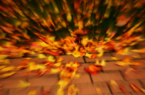 Autumn leaves on brick walkway...