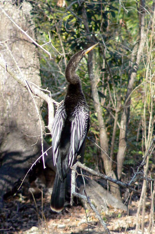 Anhinga showing off his feathers...