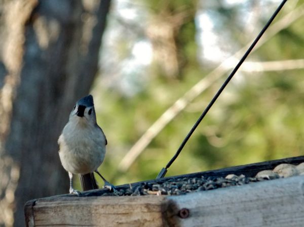 Tufted Titmouse (?)...