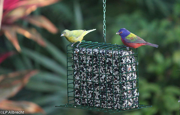 Painted Bunting couple...