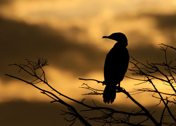 Cormorant at first light over the Everglades...