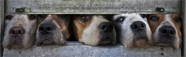Beagle Eyes (2)...