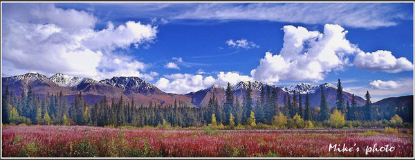 Fireweed and mountains...