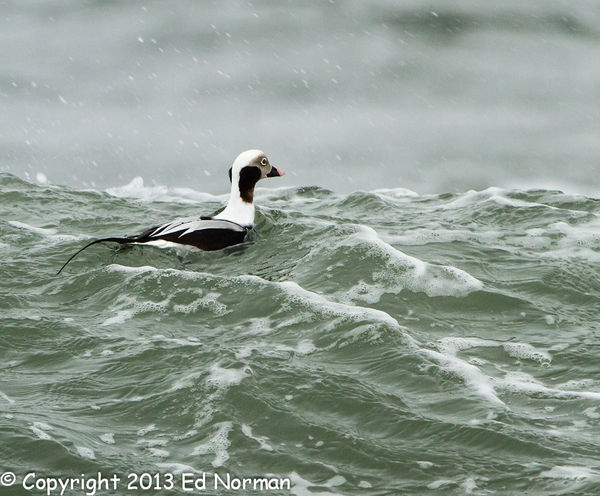 Long-tailed Duck in the surf...