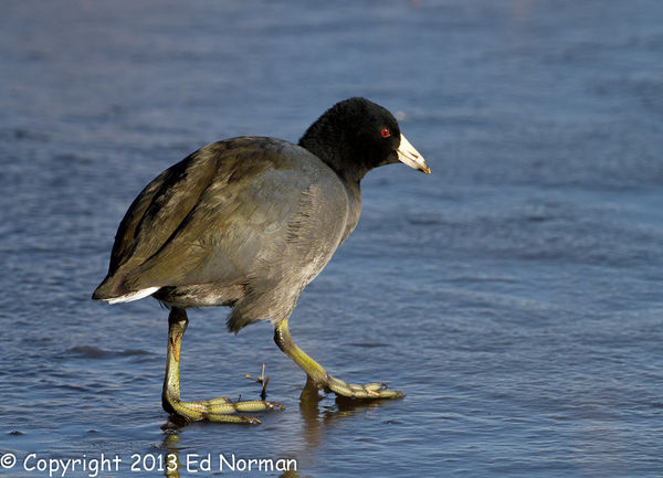Does this count as BOW? Coot on the ice....
