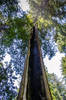 Redwoods Forever!  Redwood Forest,CA...
