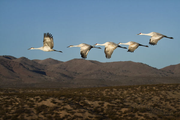 At Bosque del Apache in New Mexico early December ...