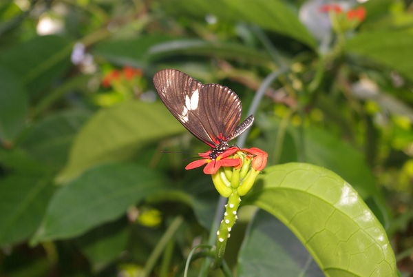 Brown Butterfly...