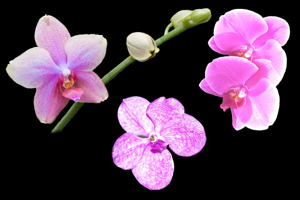 Orchid Composite...