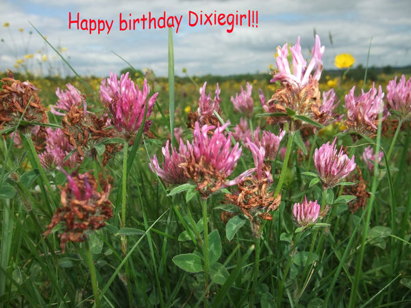 Happy birthday Dixiegirl!!!...