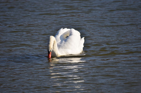 Mute Swan...