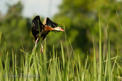 Black Bellied Whistling Duck, shot with 100-400 at...