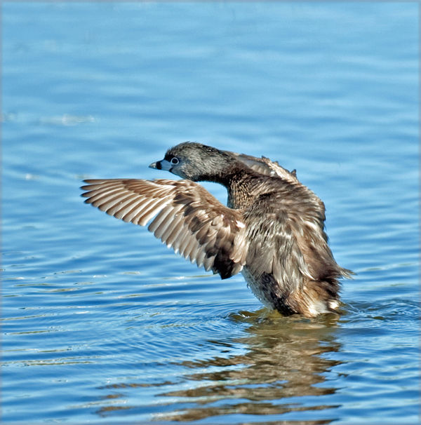 Pied-billed Grebe  (not a reflection)...