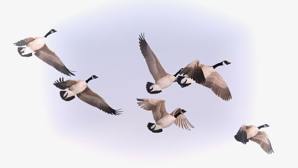 Canada geese...