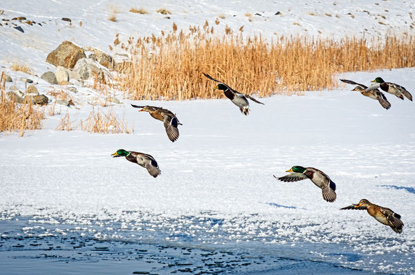 Mallards coming in for a landing...