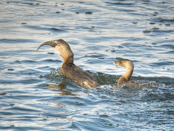 Two pied bill grebes and one unlucky fish ... catc...