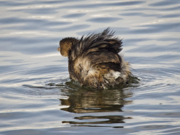 Pied bill grebe with wind-blown feathers...
