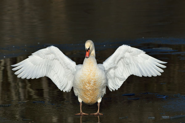 Swan on ice...