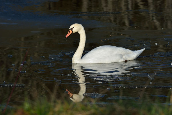 Swan in ice...