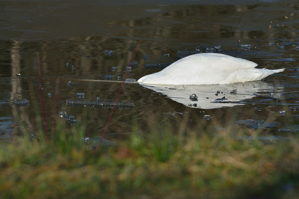 Swan under ice...