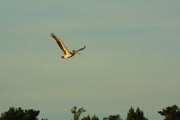Pelican at about 75+ yards...