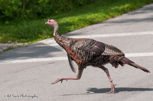 Wild turkey crossing the street...