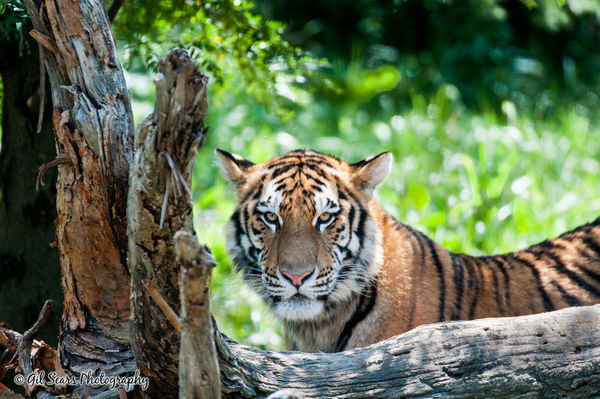Tiger - Columbus Zoo...