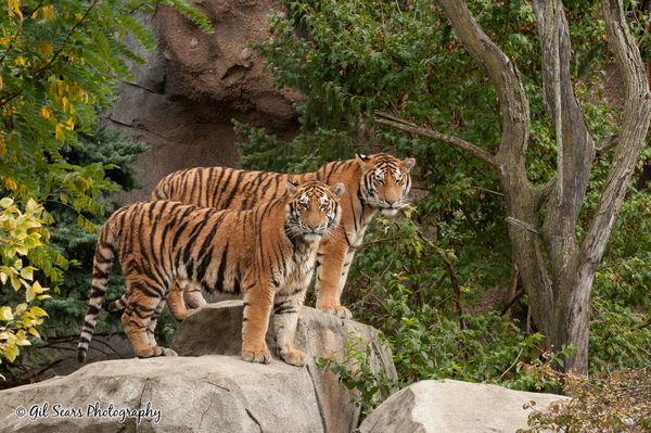 Two 15 month old cubs - Columbus Zoo...