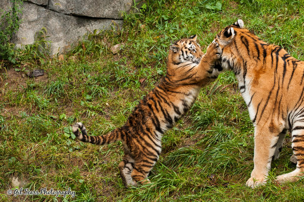 Mother & 1 of her 4  6 month old cubs - Columbus Z...