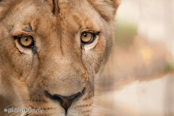 Close up & personal with a female lion - Columbus ...