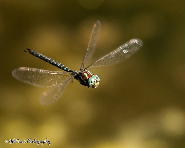 Another Dragonfly in flight...