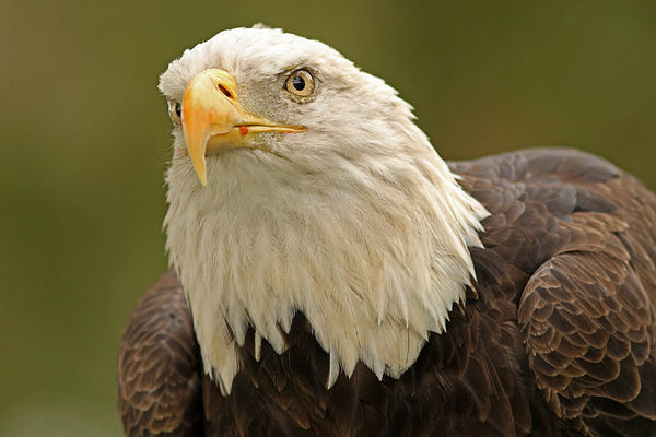 Bald Eagle...