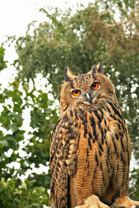 Eagle Owl...