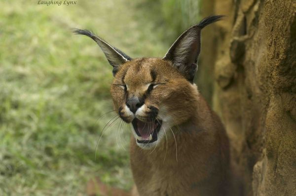 Laughing lynx...
