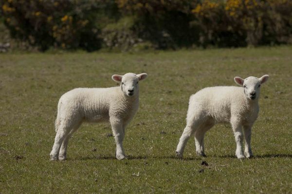 lovely lambs...