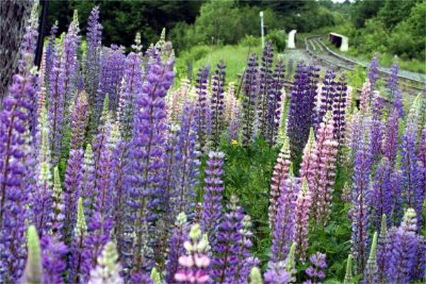 Lupines in bloom...